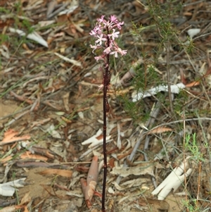 Dipodium roseum at Acton, ACT - 17 Dec 2024