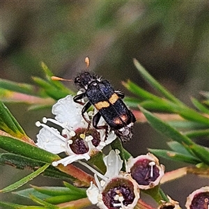 Eleale pulchra (Clerid beetle) at Bombay, NSW by MatthewFrawley