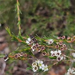 Eleale pulchra at Bombay, NSW - 17 Dec 2024