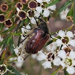 Bisallardiana gymnopleura (Brown flower chafer) at Bombay, NSW - 17 Dec 2024 by MatthewFrawley