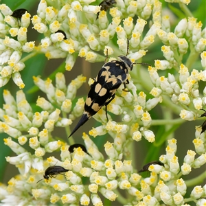 Hoshihananomia leucosticta (Pintail or Tumbling flower beetle) at Forde, ACT by DPRees125