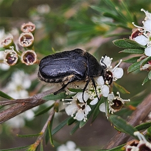 Bisallardiana gymnopleura at Bombay, NSW - 17 Dec 2024