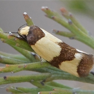 Chrysonoma fascialis (A Concealer moth (Wingia group) at Hall, ACT by Anna123