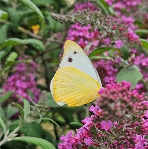 Appias paulina (Yellow Albatross) at Braidwood, NSW by MatthewFrawley