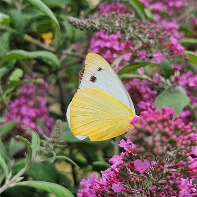 Appias paulina (Yellow Albatross) at Braidwood, NSW - 17 Dec 2024 by MatthewFrawley