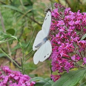 Appias paulina at Braidwood, NSW - 17 Dec 2024