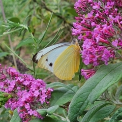 Appias paulina at Braidwood, NSW - 17 Dec 2024