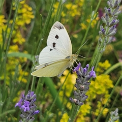 Pieris rapae (Cabbage White) at Braidwood, NSW - 17 Dec 2024 by MatthewFrawley