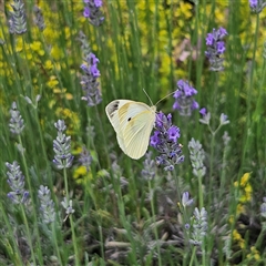 Pieris rapae at Braidwood, NSW - 17 Dec 2024