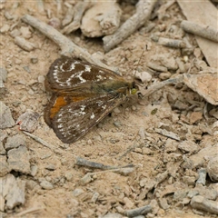 Synemon plana (Golden Sun Moth) at Forde, ACT - 17 Dec 2024 by DPRees125