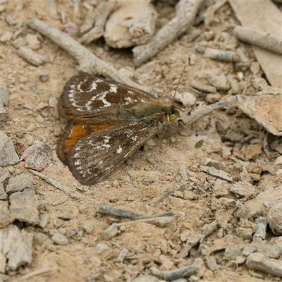 Synemon plana (Golden Sun Moth) at Forde, ACT - 16 Dec 2024 by DPRees125