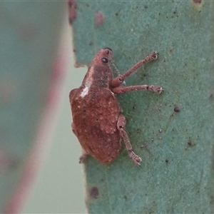 Gonipterus scutellatus (Eucalyptus snout beetle, gum tree weevil) at Hall, ACT by Anna123