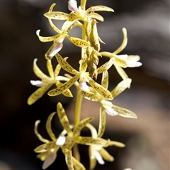 Dipodium interaneum (Yellow Hyacinth Orchid) at Ainslie, ACT - 17 Dec 2024 by LeahC