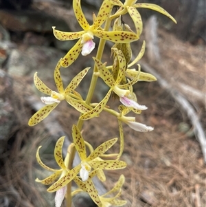 Dipodium interaneum (Yellow Hyacinth Orchid) at Ainslie, ACT by LeahC