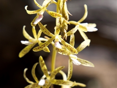 Dipodium interaneum (Yellow Hyacinth Orchid) by LeahColebrook