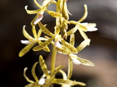 Dipodium interaneum (Yellow Hyacinth Orchid) at Ainslie, ACT - 17 Dec 2024 by LeahC