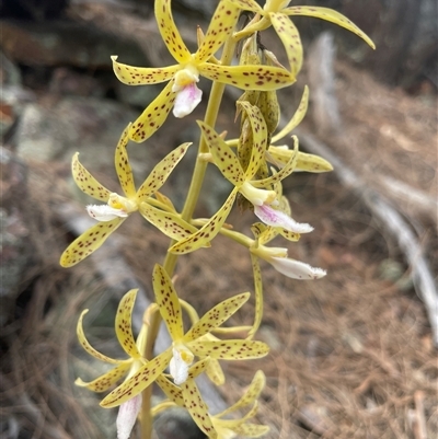 Dipodium interaneum (Yellow Hyacinth Orchid) by LeahColebrook