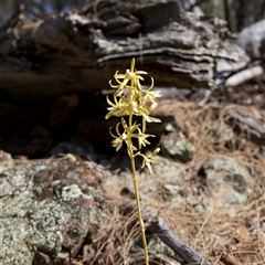 Dipodium interaneum at suppressed - 18 Dec 2024