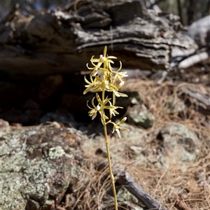 Dipodium interaneum at suppressed - 18 Dec 2024