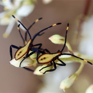 Unidentified True bug (Hemiptera, Heteroptera) at Hughes, ACT by LisaH