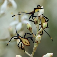 Amorbus obscuricornis at Hughes, ACT - suppressed