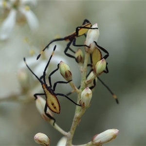 Amorbus obscuricornis at Hughes, ACT - suppressed