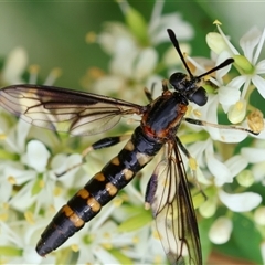 Diochlistus sp. (genus) (A Mydid Fly) at Hughes, ACT - 17 Dec 2024 by LisaH