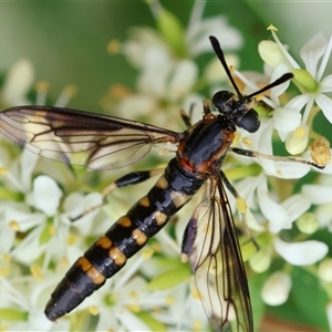 Pterygophorus cinctus at Hughes, ACT by LisaH