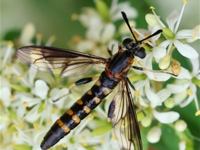 Diochlistus sp. (genus) (A Mydid Fly) at Hughes, ACT - 17 Dec 2024 by LisaH