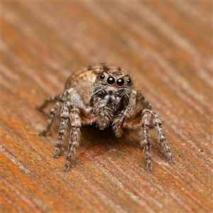 Maratus sp. (genus) at Downer, ACT by RobertD