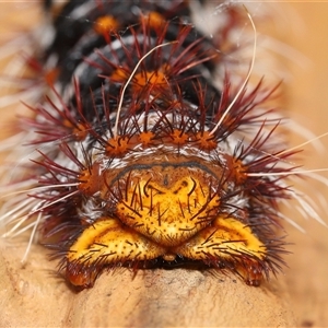 Chelepteryx collesi (White-stemmed Gum Moth) at Acton, ACT by TimL