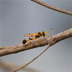 Sceliphron laetum (Common mud dauber wasp) at Forde, ACT - 17 Dec 2024 by DPRees125