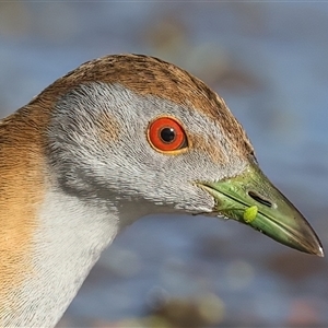 Zapornia pusilla (Baillon's Crake) at Fyshwick, ACT by jb2602