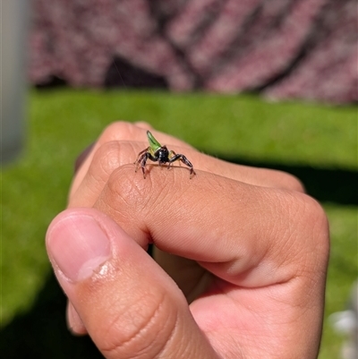 Mopsus mormon (Green Jumping Spider) at Caravonica, QLD - 16 Dec 2024 by Sheenamcqueen