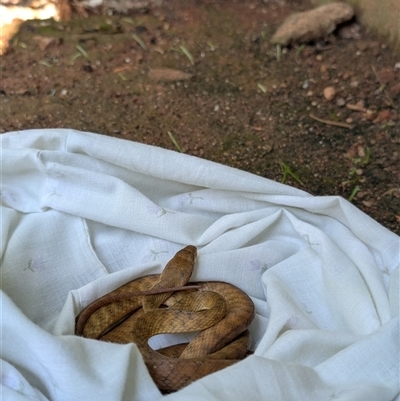 Boiga irregularis (Brown Tree Snake) at Caravonica, QLD - 15 Dec 2024 by Sheenamcqueen