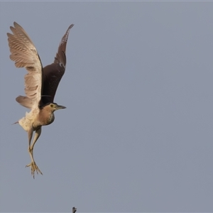 Nycticorax caledonicus at Fyshwick, ACT - 17 Dec 2024 05:47 AM