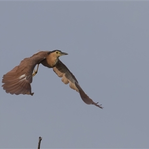 Nycticorax caledonicus at Fyshwick, ACT - 17 Dec 2024 05:47 AM