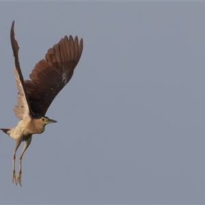 Nycticorax caledonicus at Fyshwick, ACT - 17 Dec 2024 05:47 AM