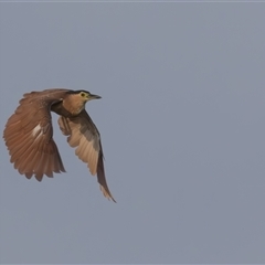 Nycticorax caledonicus at Fyshwick, ACT - 17 Dec 2024 05:47 AM