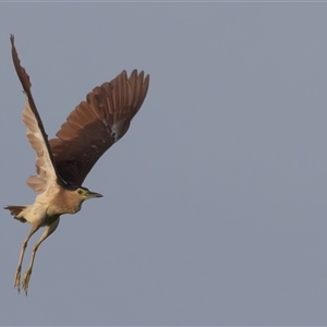 Nycticorax caledonicus at Fyshwick, ACT - 17 Dec 2024 05:47 AM