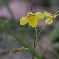 Diuris monticola (Highland Golden Moths) at Tharwa, ACT - 4 Dec 2024 by Frogmouth