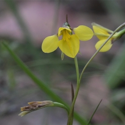 Diuris monticola (Highland Golden Moths) at Tharwa, ACT - 4 Dec 2024 by Frogmouth