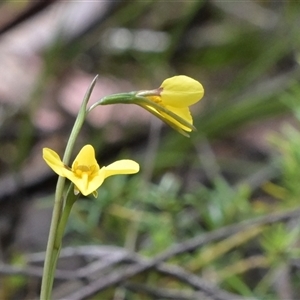 Diuris monticola at Tharwa, ACT - 4 Dec 2024