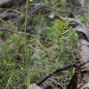 Diuris monticola at Tharwa, ACT - 4 Dec 2024