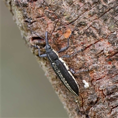 Rhinotia sp. in brunnea-group (A belid weevil) at Forde, ACT - 16 Dec 2024 by DPRees125