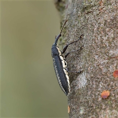 Rhinotia sp. in brunnea-group at Forde, ACT - 17 Dec 2024