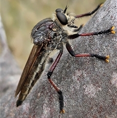 Neoaratus hercules (Herculean Robber Fly) at Denman Prospect, ACT - 17 Dec 2024 by AaronClausen