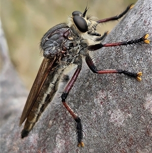 Neoaratus hercules (Herculean Robber Fly) at Denman Prospect, ACT by AaronClausen