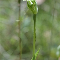 Pterostylis monticola at Tharwa, ACT - 4 Dec 2024 by Frogmouth