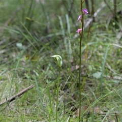 Pterostylis monticola at Tharwa, ACT - 4 Dec 2024